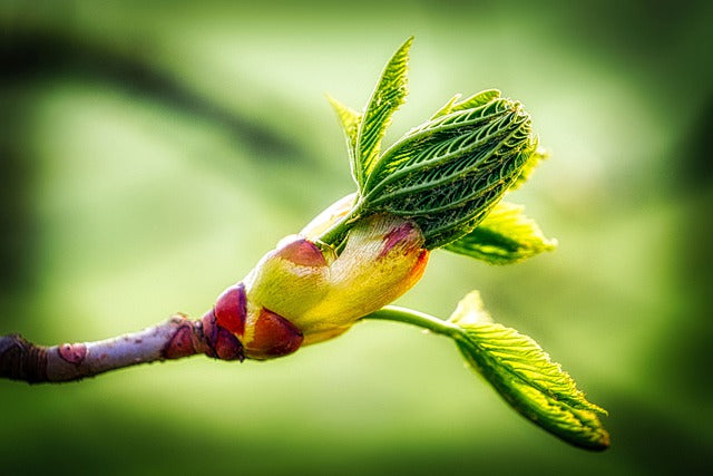 New Beginnings with Spring